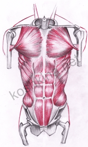 мышцы человека спереди