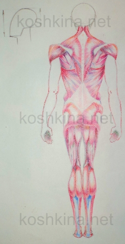 мышцы человека сзади