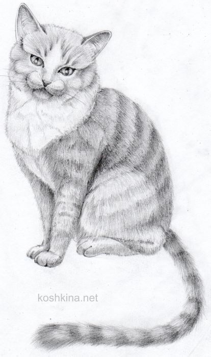 Кошка рисунок для детей простой карандашом 65 фото
