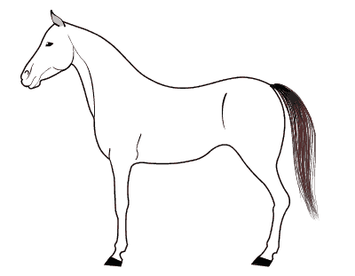 Рисование лошади поэтапно для детей